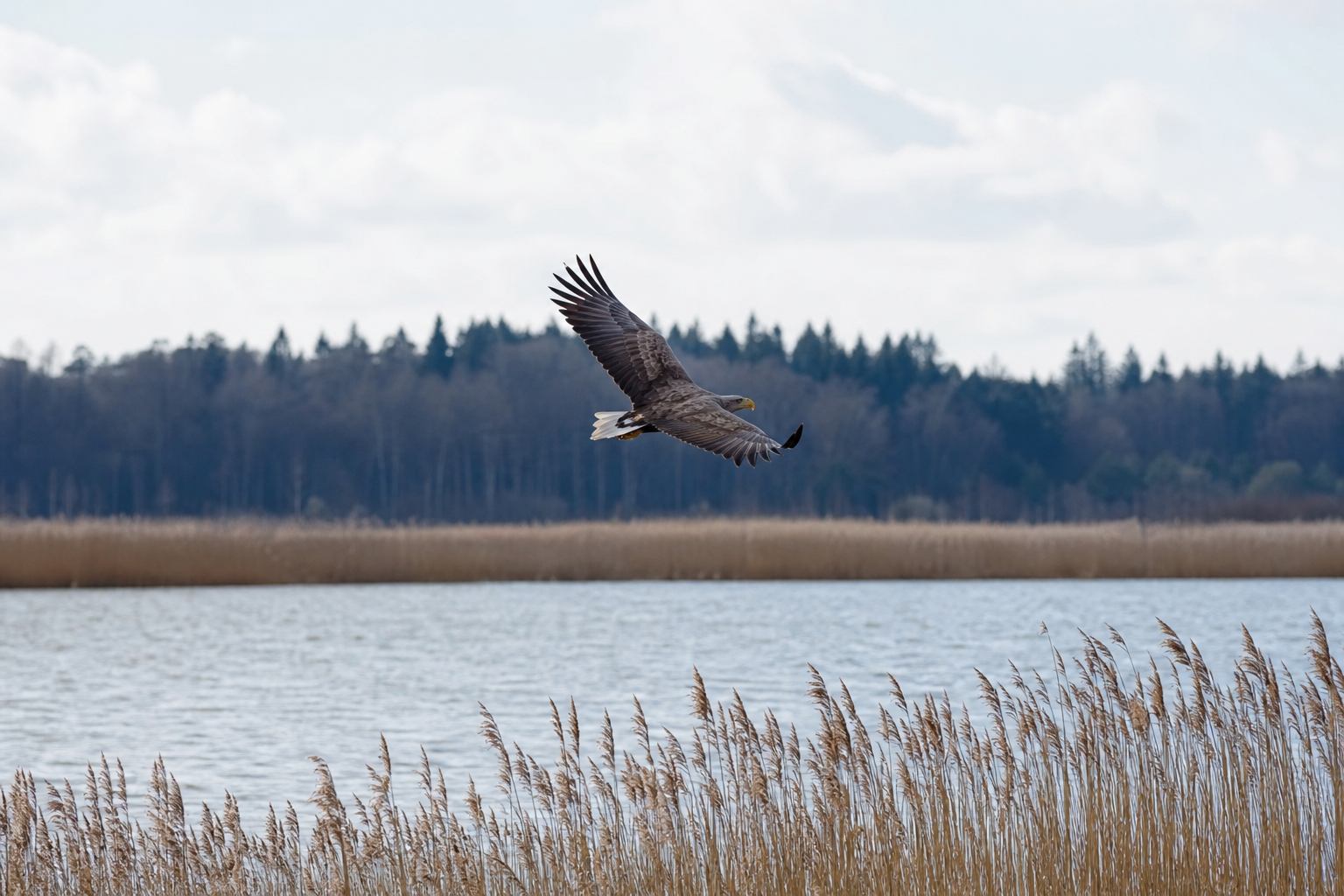 Seeadler über Flachwasser und Schilfgürtel an einem mecklenburgischen See